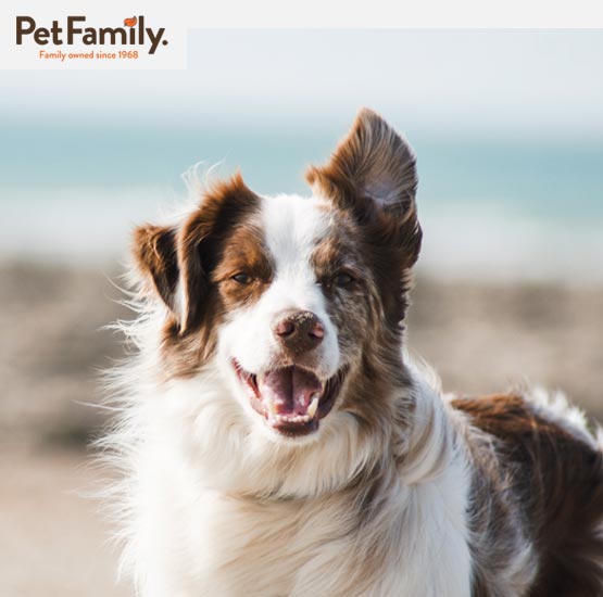 dog on beach